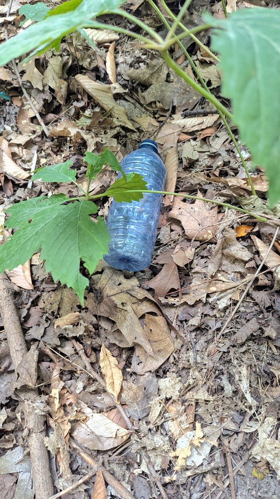 MrsMorgado1's tweet image. Perfect weather to take our learning outside. We examined species and litter.  We discussed how this impacts plants and animals and what we can do. @EcoSchoolsCAN #outdoored #naturejournaling