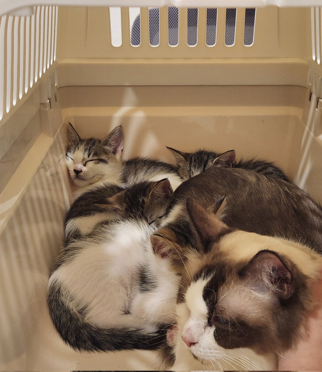 애기들 다들 병원에서 푸데푸데 잠...저기여 너네 진료보러 오셧거든요...