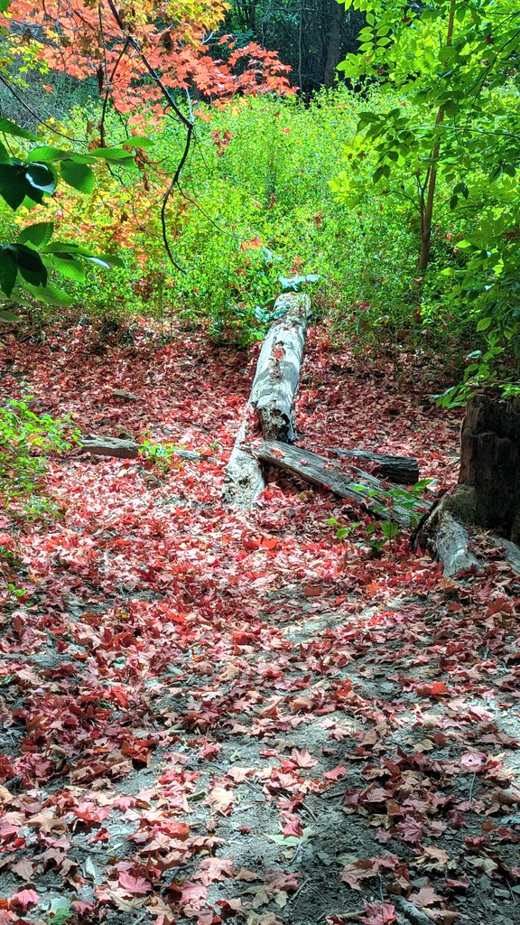 MrsMorgado1's tweet image. Perfect weather to take our learning outside. We examined species and litter.  We discussed how this impacts plants and animals and what we can do. @EcoSchoolsCAN #outdoored #naturejournaling