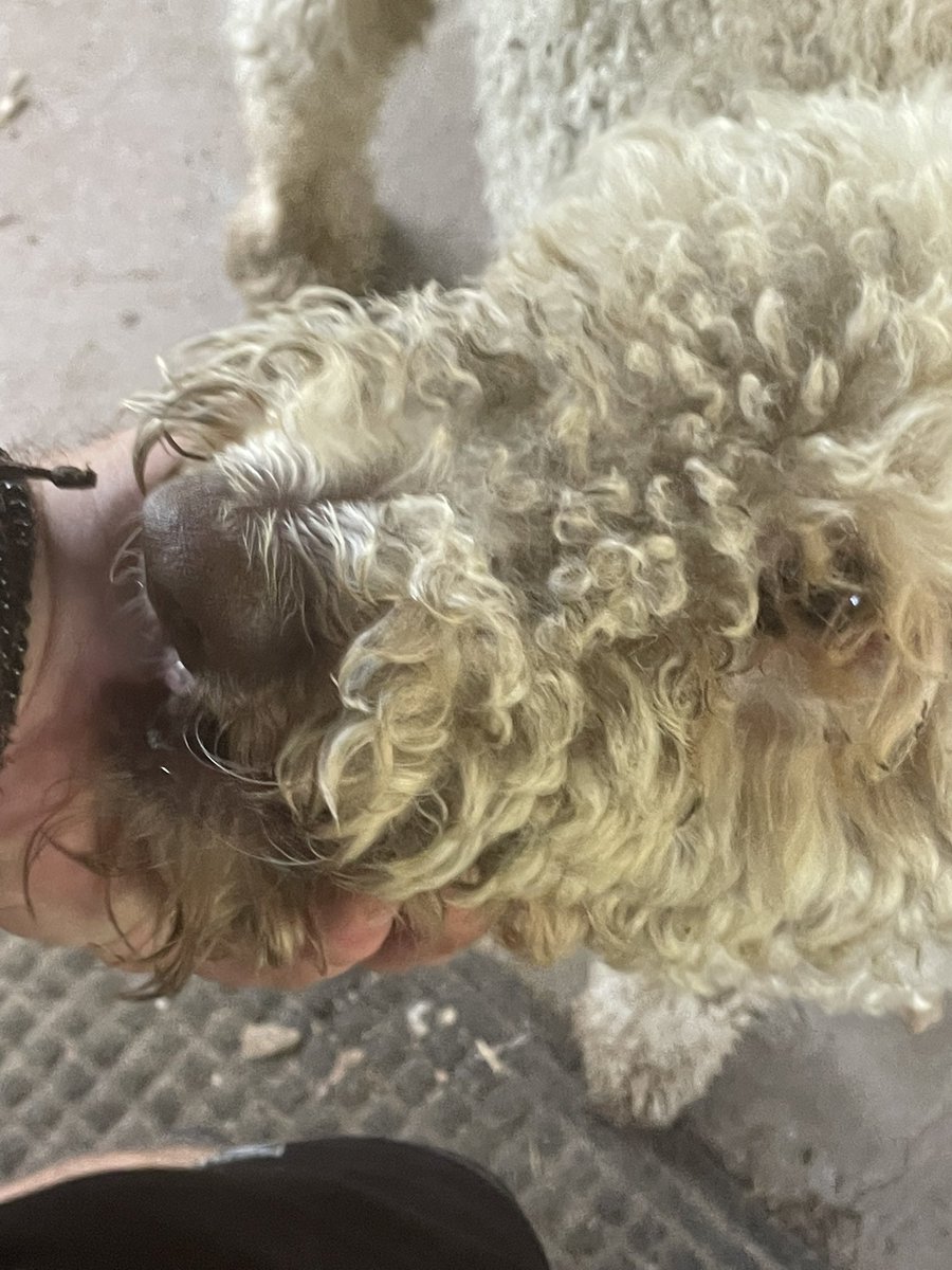 ElephantBurner's tweet image. Let’s build this community based on roguish solidarity!Lets Go $DooDle