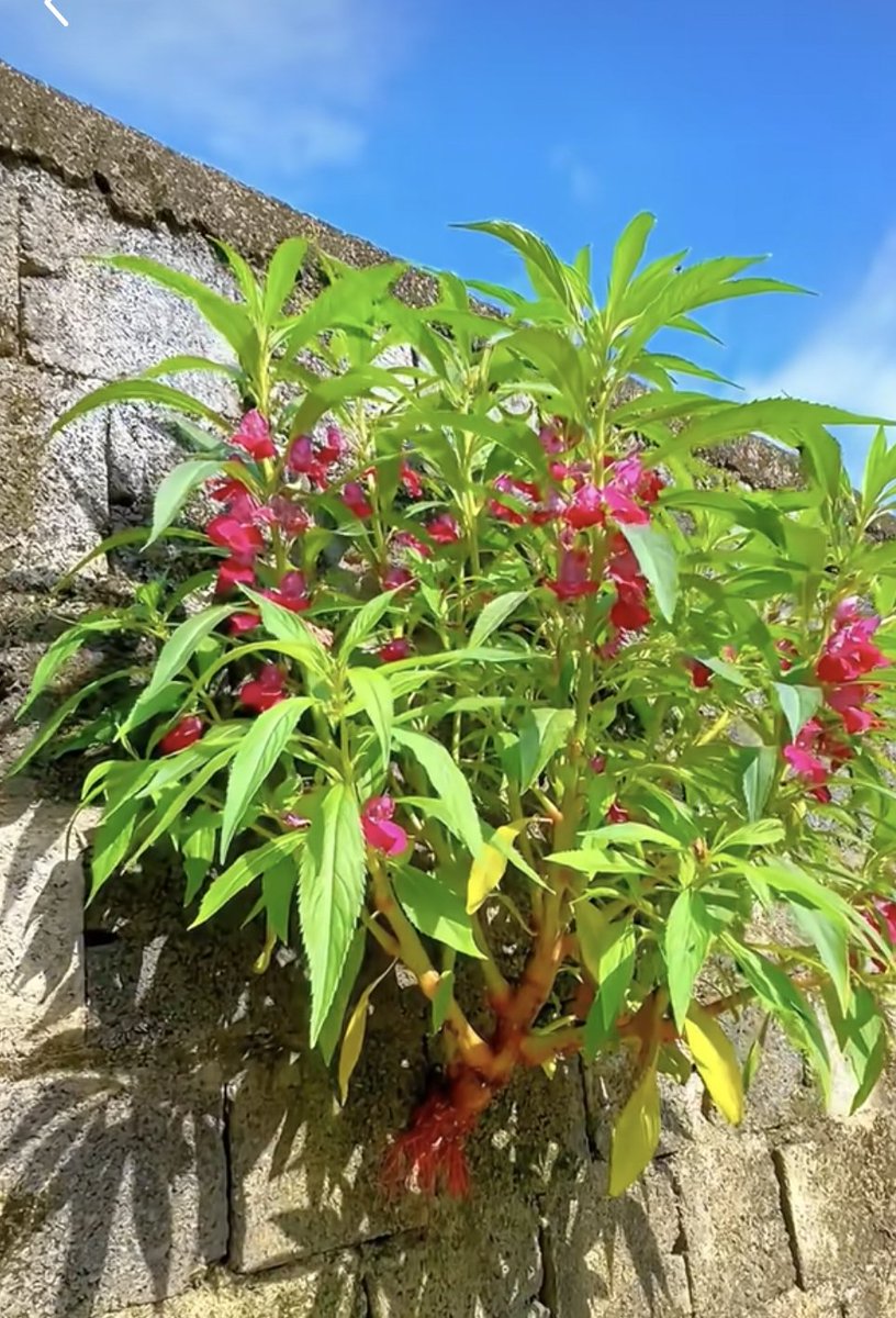 Nadie habla de lo ingratas que son las plantas, una se esmera en darles maceta, agua y abono,las cambia de lugar para que tengan sol y sombra, al rato se secan y mueren, ah, pero en la calle florecen ¡ush!