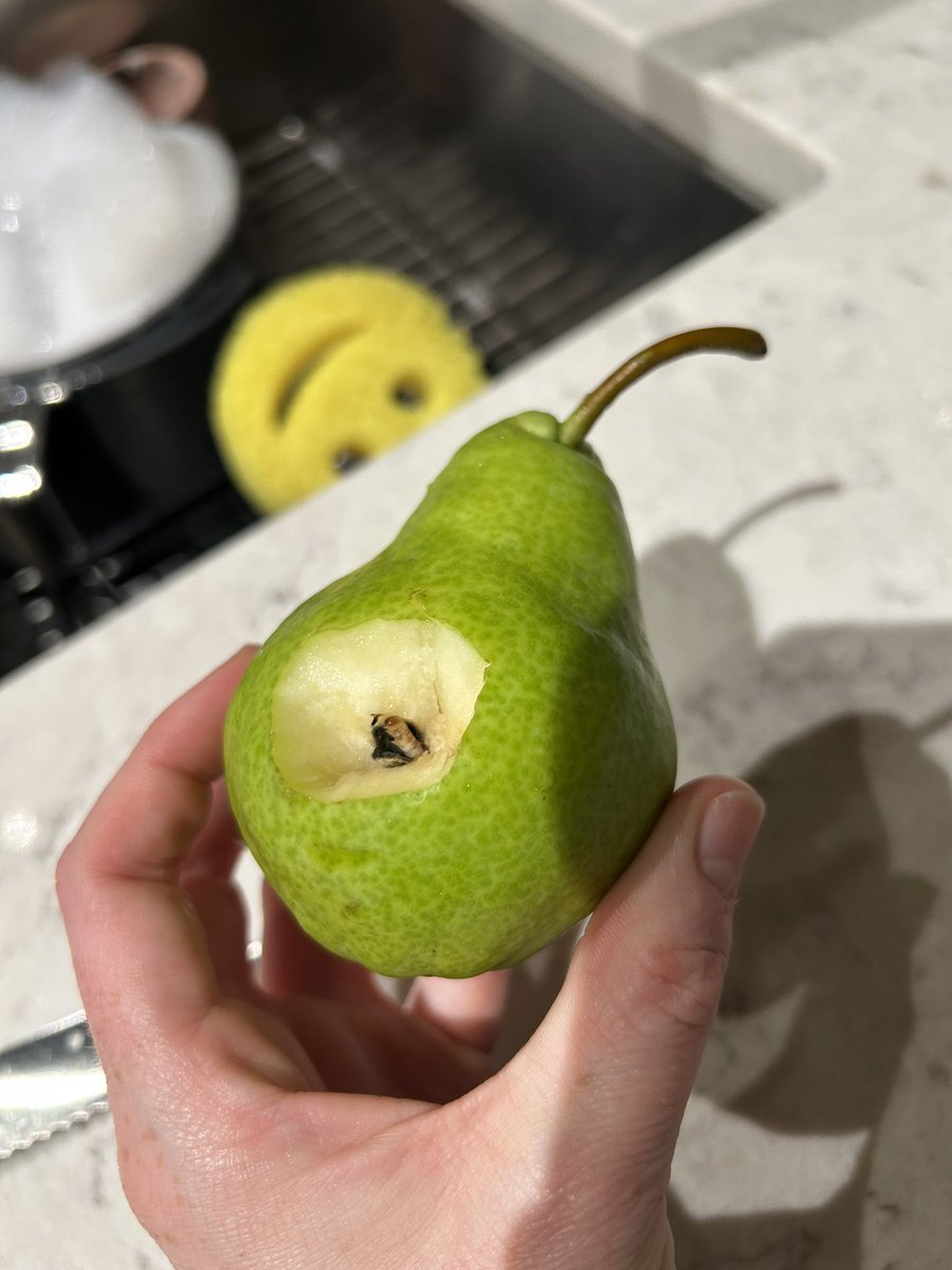 yabekillinEM's tweet photo. no way an actual little worm was behind the hole in my pear 😭😭🐛 #ripbuddy https://t.co/MSPPLGKnE0