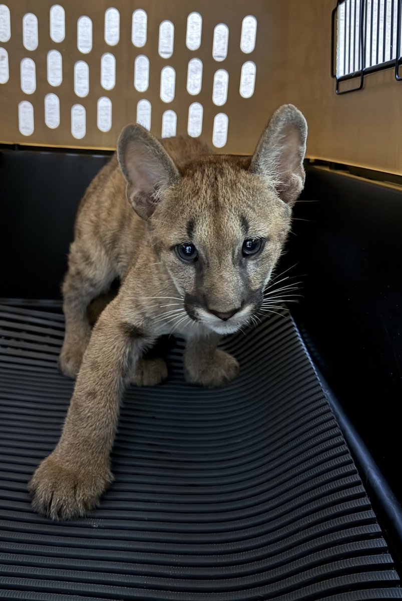 ピューマを応援して下さる皆様へ・9/19】 母子展示（“ニーナ”と