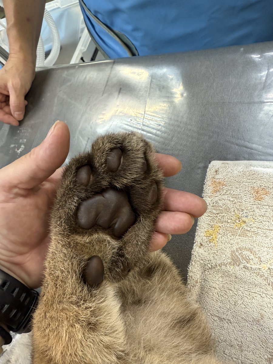 ピューマを応援して下さる皆様へ・9/19】 母子展示（“ニーナ”と