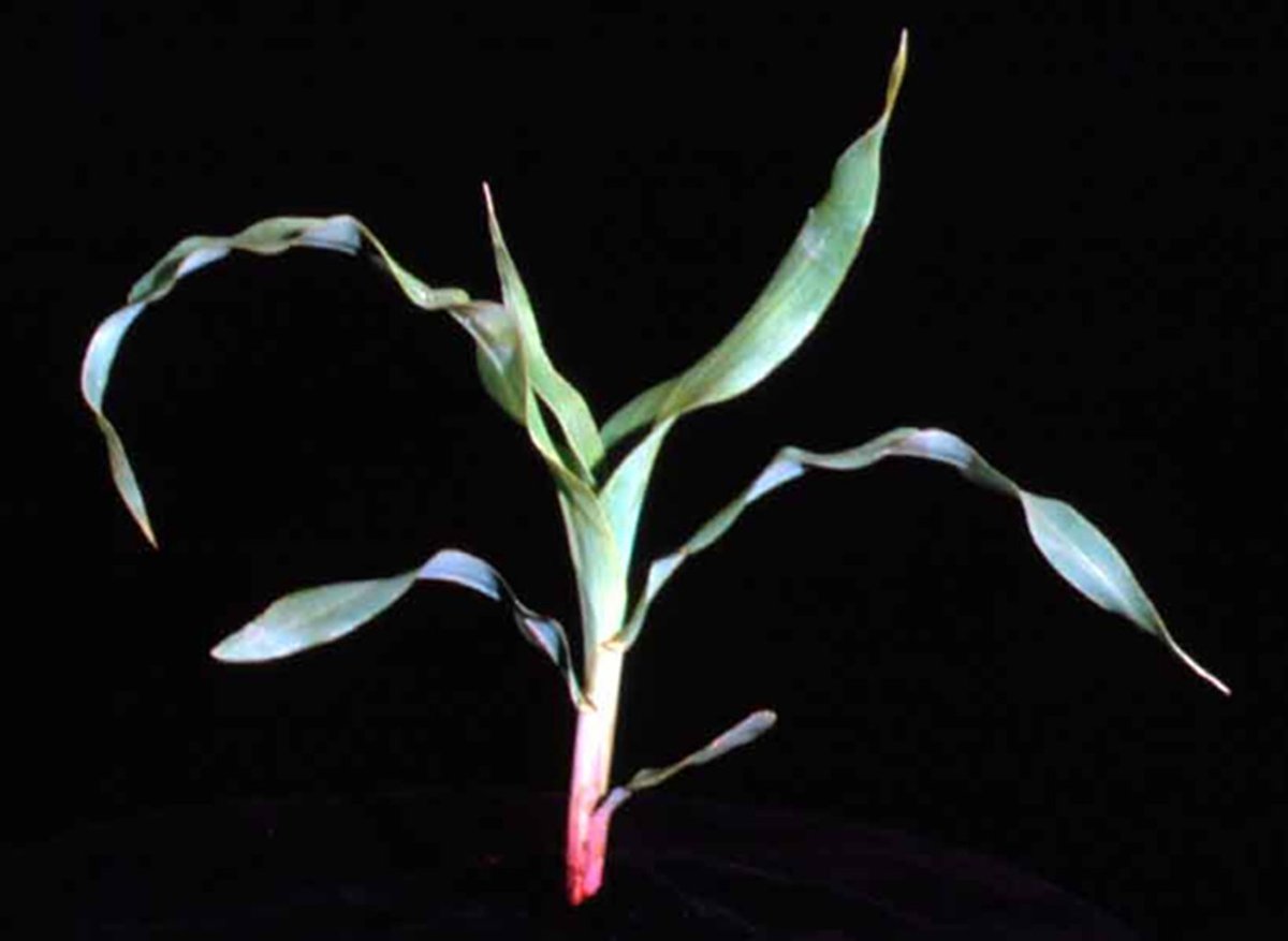 A weird request. I'm looking for corn seedlings of any vegetative stage that I could dig up for my students to stage next week. Maybe around an elevator?  Between London and Ridgetown. Thx. Photo for attention.  :)