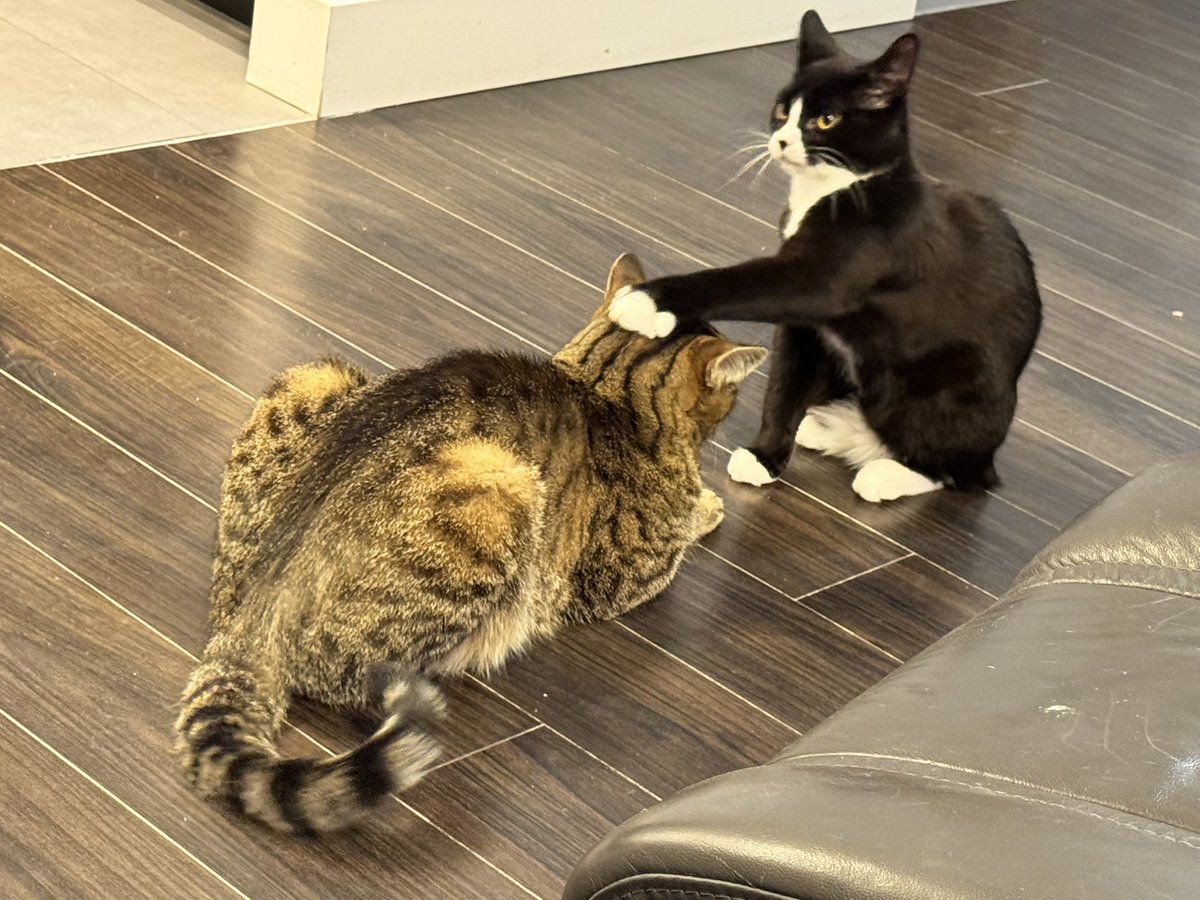 Jiro getting confirmed