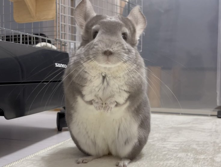 一緒にあそぼー🌱

#チンチラ　#chinchilla