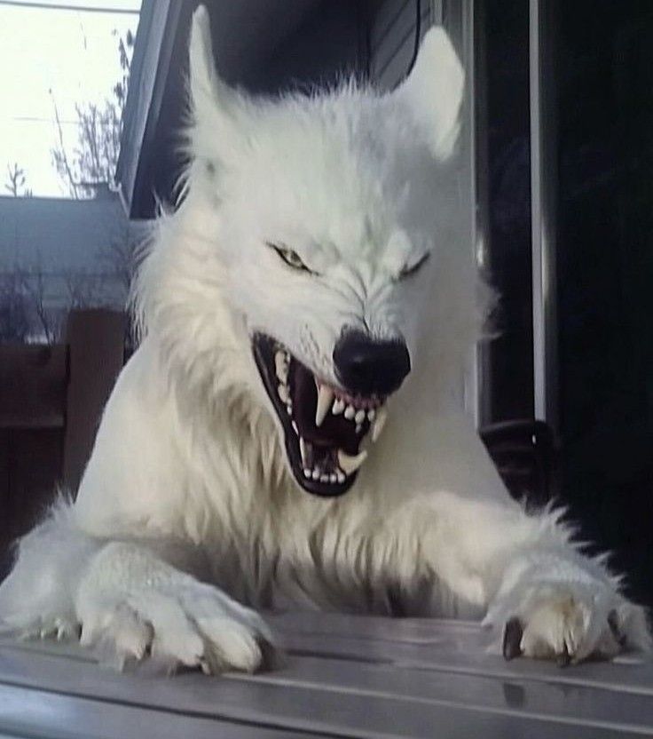 狐❖壱伍 (@IXo77AHDJ3GfcxX) / Posts / X