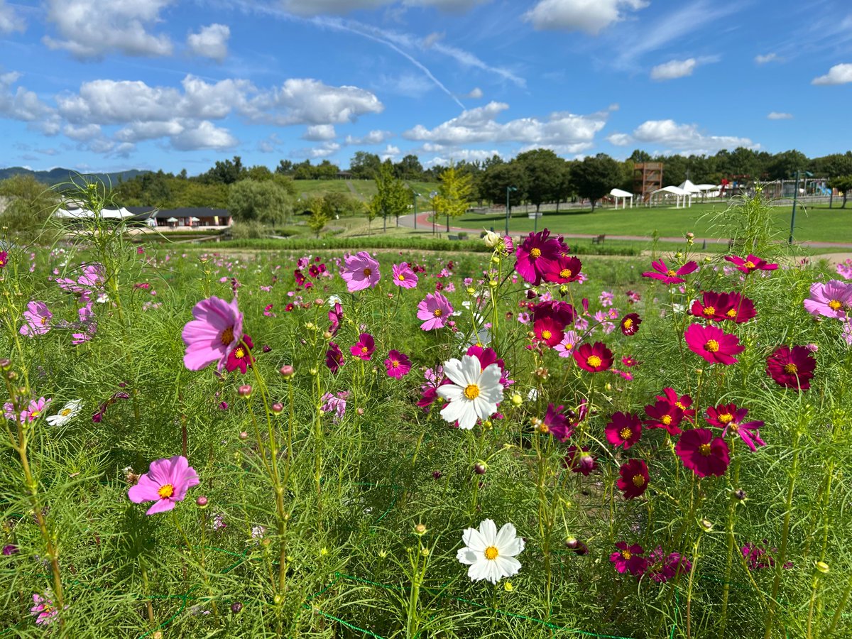 【コスモス】 JUJUちゃん大好き♡トシ'Sキッチン on X