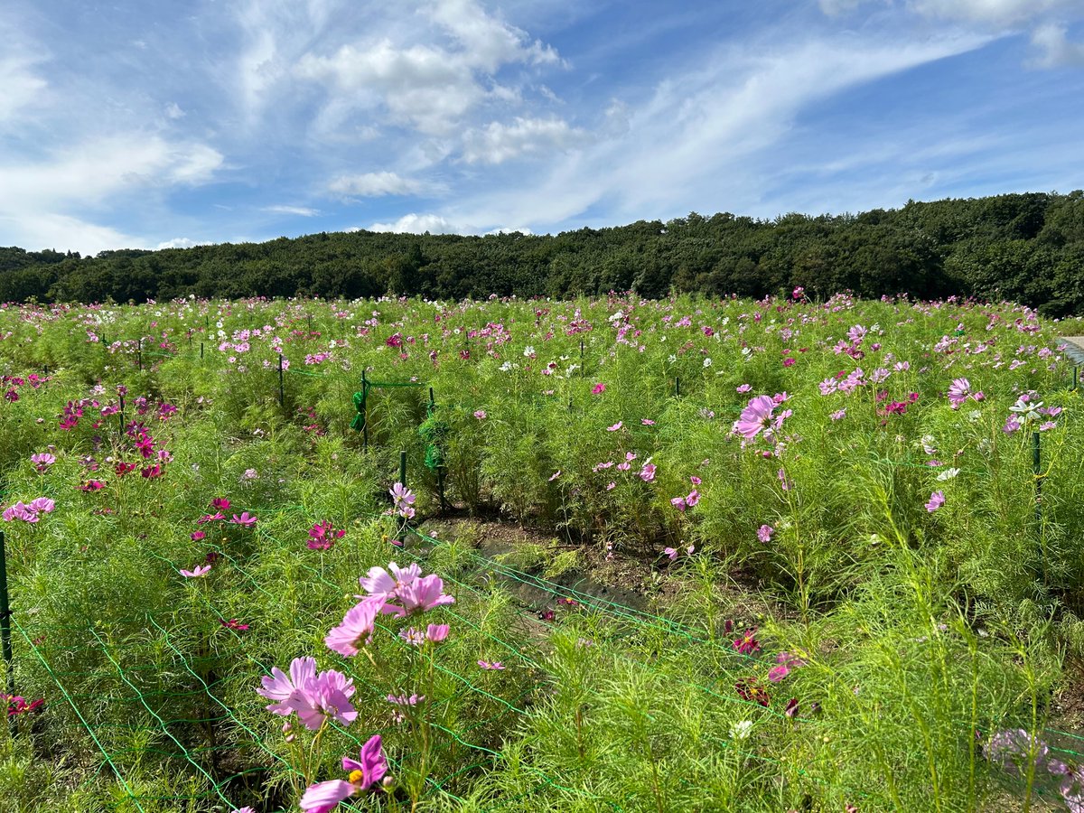 国営越後丘陵公園(公式) on X