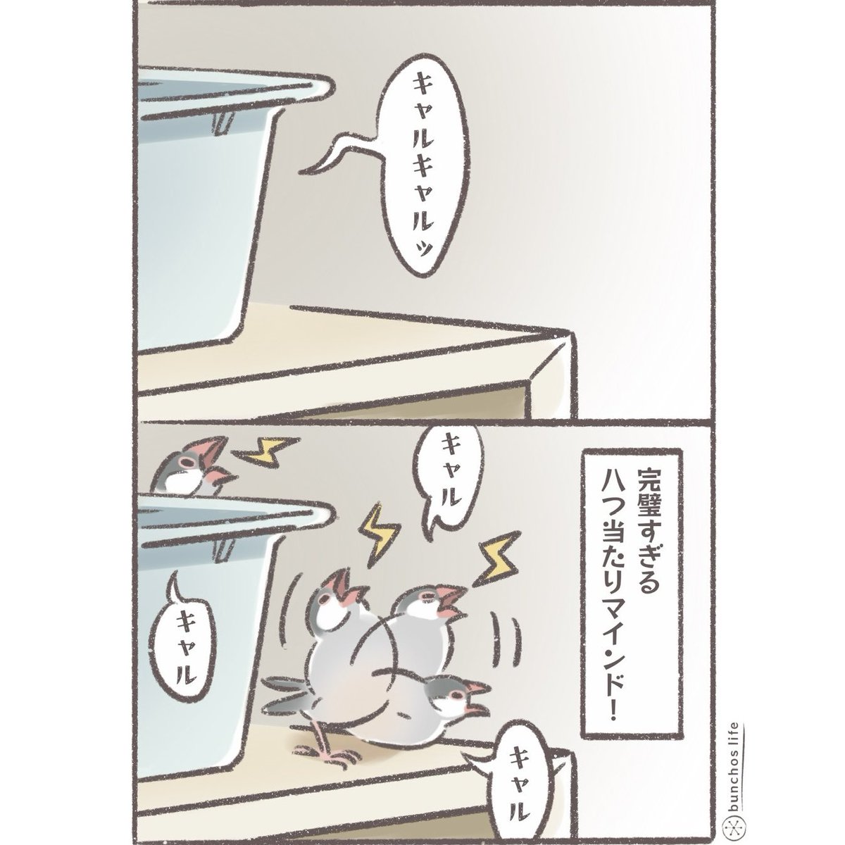 完璧すぎる八つ当たりw
#文鳥 
#4コマ漫画 