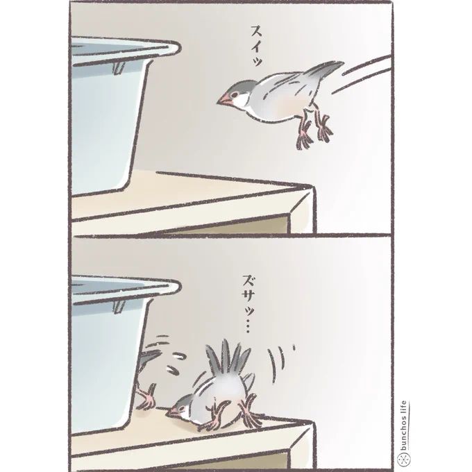 完璧すぎる八つ当たりw
#文鳥 
#4コマ漫画 