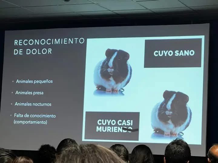 Es clarísima la diferencia...