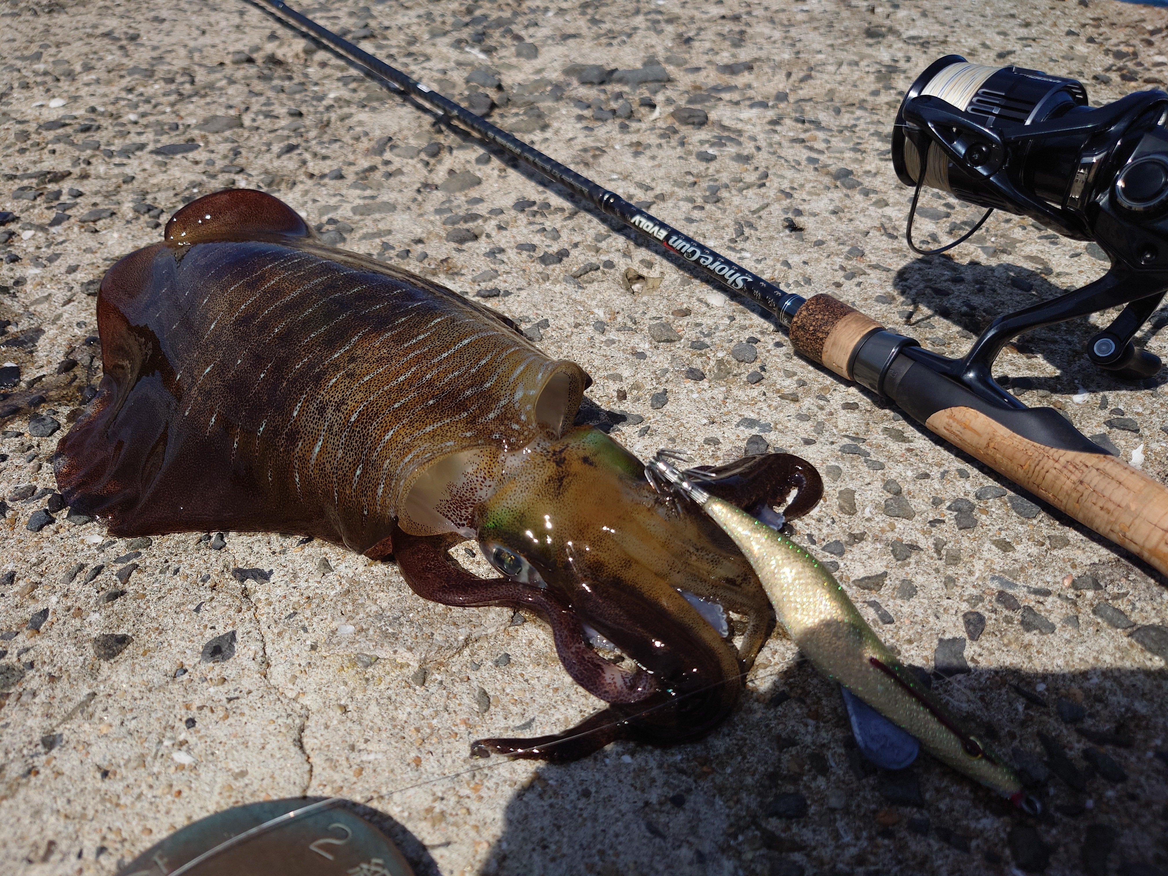 キーストン ウロコ クリックス 2.5号 エギ 34本まとめて キーストン