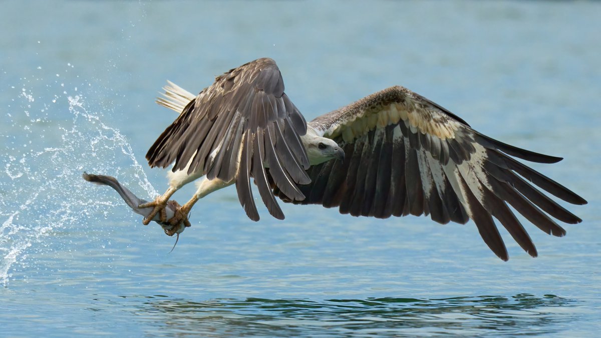 BostonAndScout's tweet photo. Ospreys are found on every continent except Antarctica — one of the widest distributions of any raptor. https://t.co/HFiHcAMt9Q