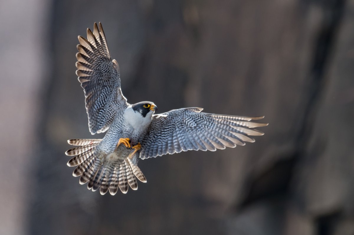BostonAndScout's tweet photo. A peregrine falcon can dive at over 200 mph. What’s wilder is that cities, with their glass canyons and endless pigeons, have become some of their best hunting grounds. Fastest animal on Earth, thriving in the concrete version of a cliff. https://t.co/ECvnQDu2AA