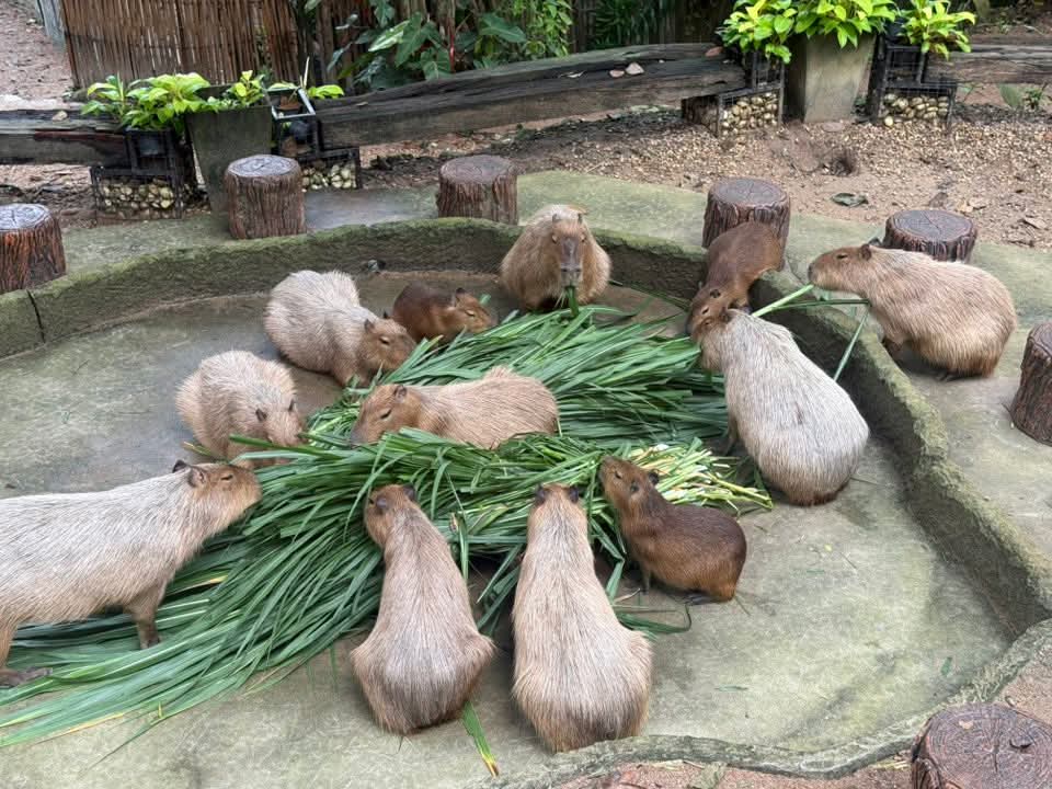 มื้อเช้ากับครอบครัว
 #hippo #PygmyHippo #ขาหมูแอนด์เดอะแก๊ง #หมูเด้งจะเด้งกี่โมง #Moodeng #พี่ขาหมู #สวนสัตว์แปลกเขาเขียว