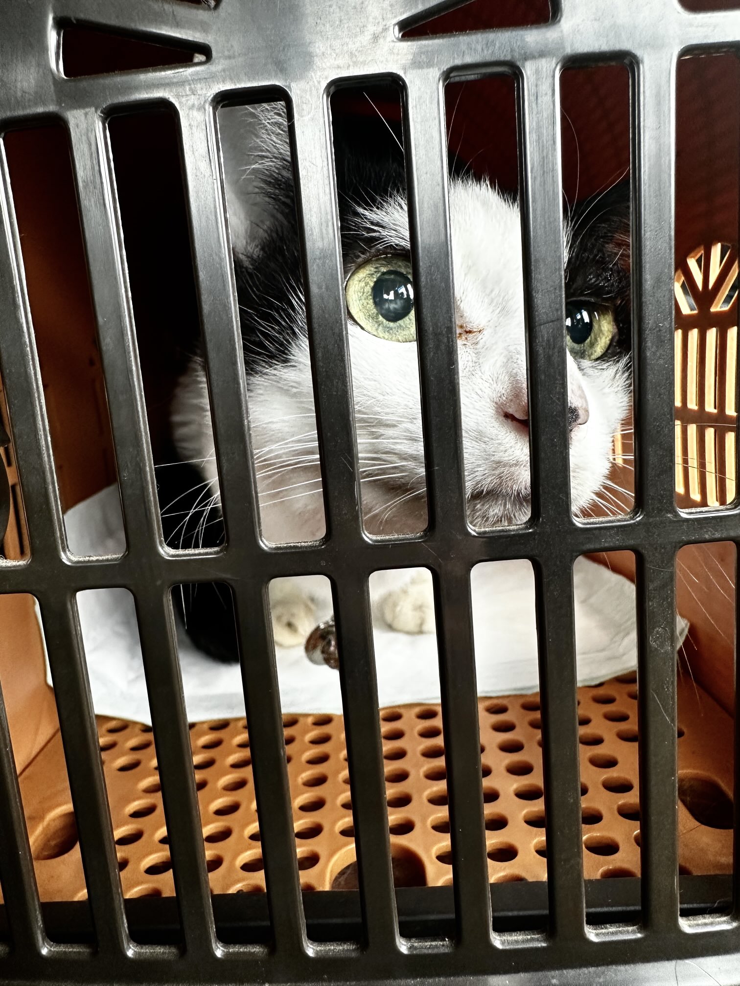 bloodthirsty butchers 写真集「青春」写真：菊池茂夫