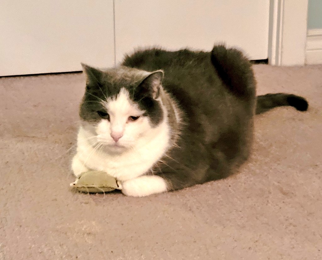 Mark H. Rodgers tweet media