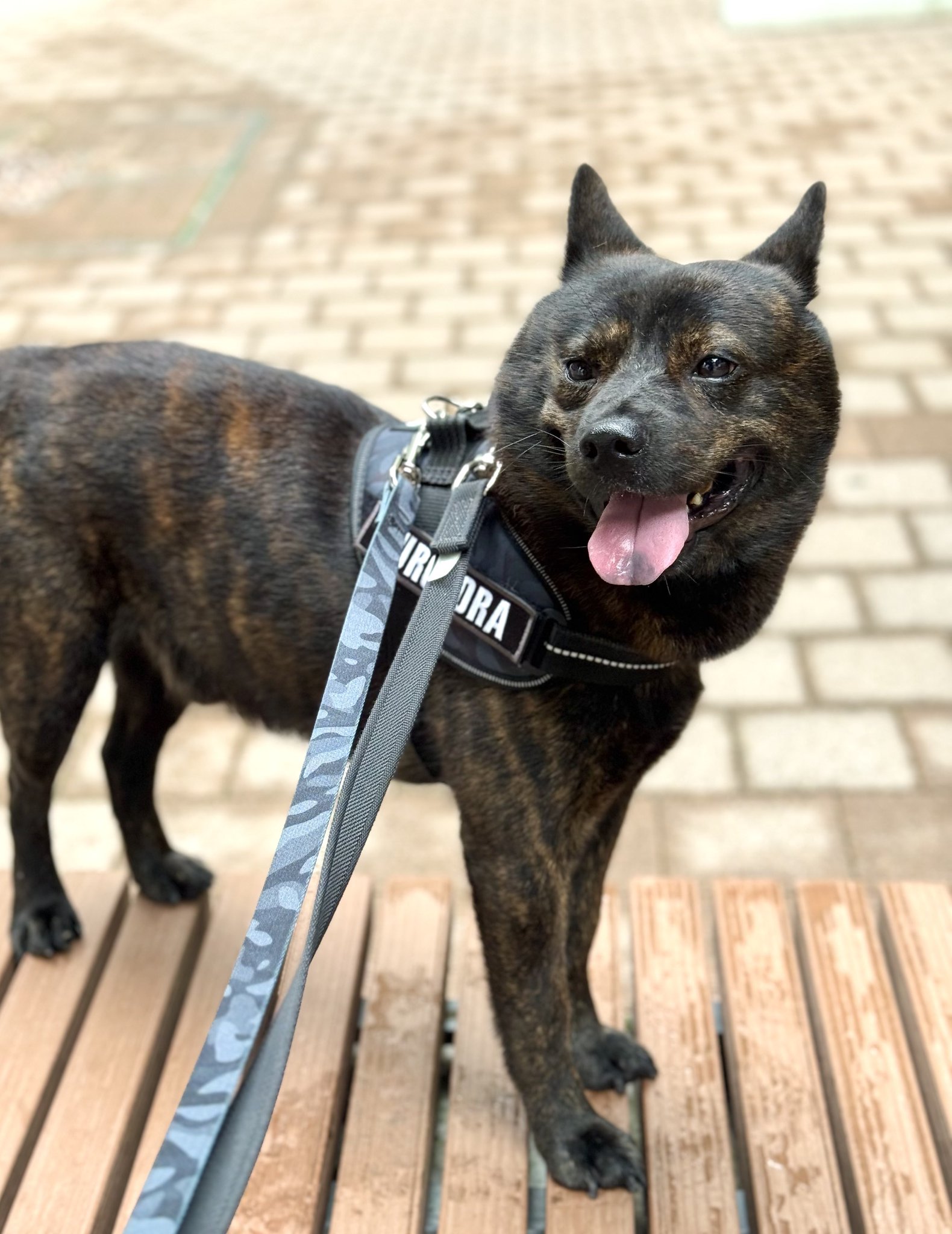 お値引き交渉可能 流れ星銀牙 甲斐の魔犬 赤虎 中虎 黒虎 マスコット セット FaNeMa / 『銀牙 -流れ星 銀-』 マスコット 黒虎