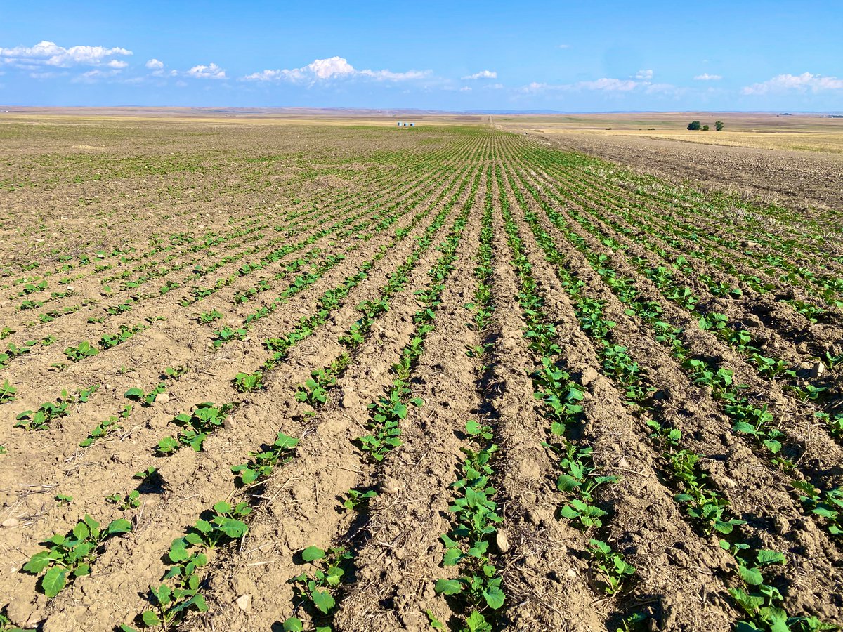 1800 acre block of CP1066WC coming along nicely on our Winter Canola Tour! 

Low residue always wins with winter canola stand establishment.