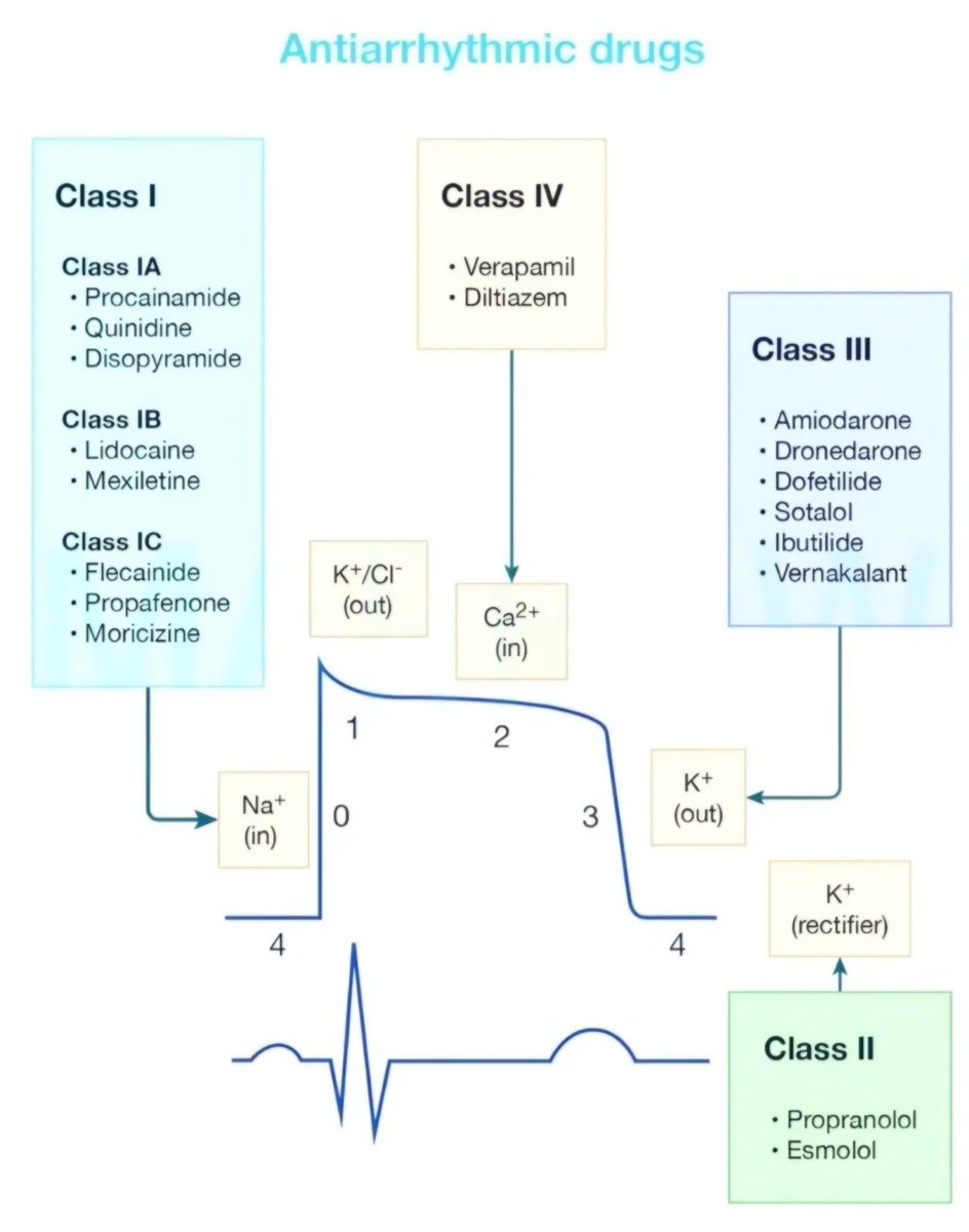Antiarrhythmic Drugs with their Site of Action
