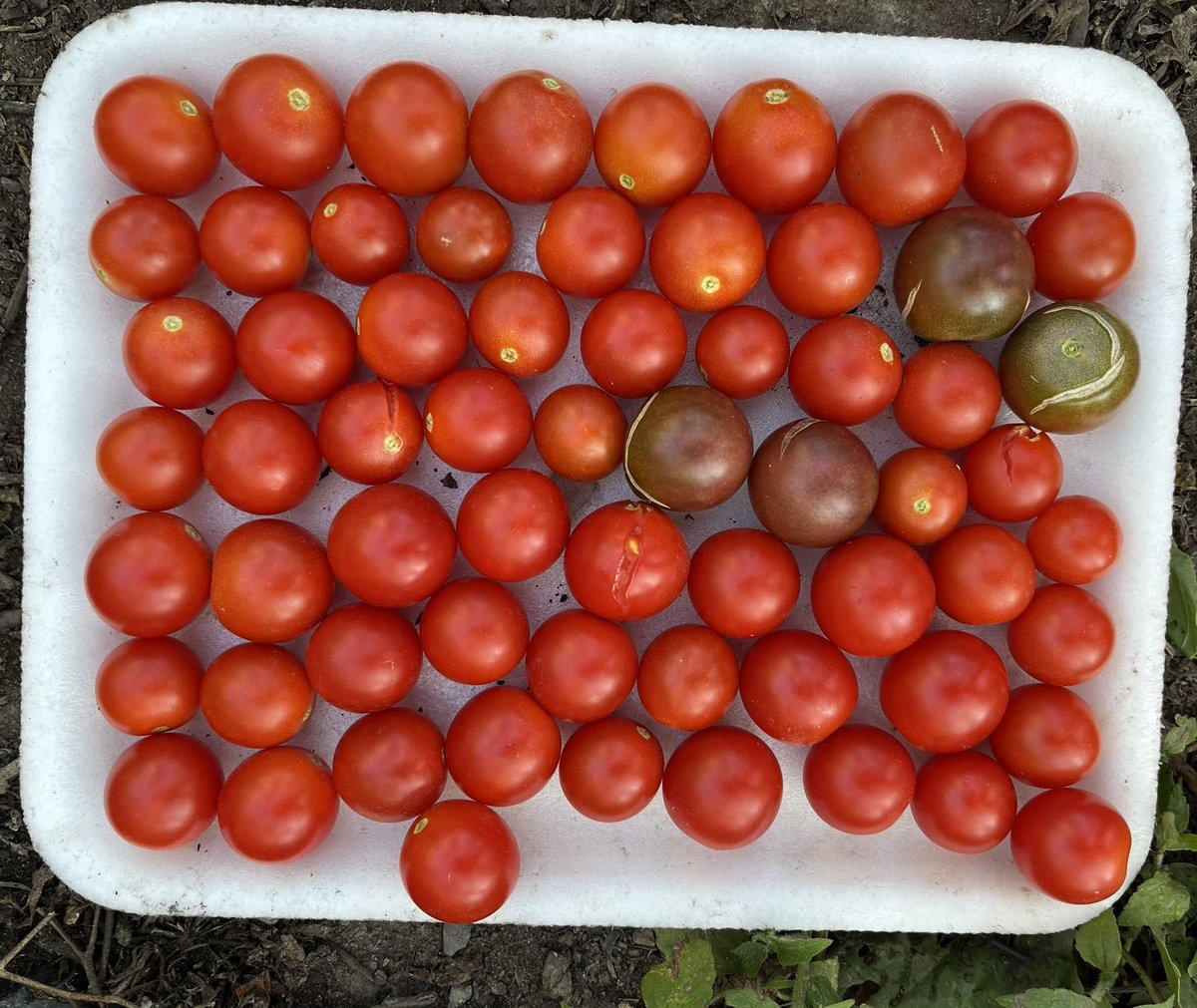EWTj6venRF0UlaJ's tweet photo. #トマト  #ししとう 収穫🍅🫑 
上から
#SweetMillion
#SuperSweet100 #BlackCherry 
#SweetCherry   
SweetMillion2

#Grape  #OrangeComb #PlumTomato
#Ace55 
#ニューヨーク で #家庭菜園 https://t.co/Ta7h7e9ZS6