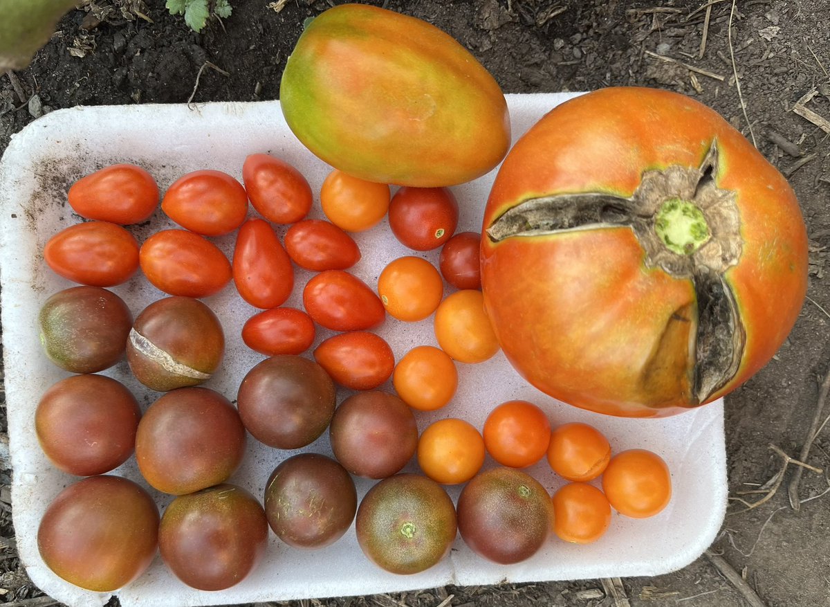 EWTj6venRF0UlaJ's tweet photo. #トマト  #ししとう 収穫🍅🫑 
上から
#SweetMillion
#SuperSweet100 #BlackCherry 
#SweetCherry   
SweetMillion2

#Grape  #OrangeComb #PlumTomato
#Ace55 
#ニューヨーク で #家庭菜園 https://t.co/Ta7h7e9ZS6