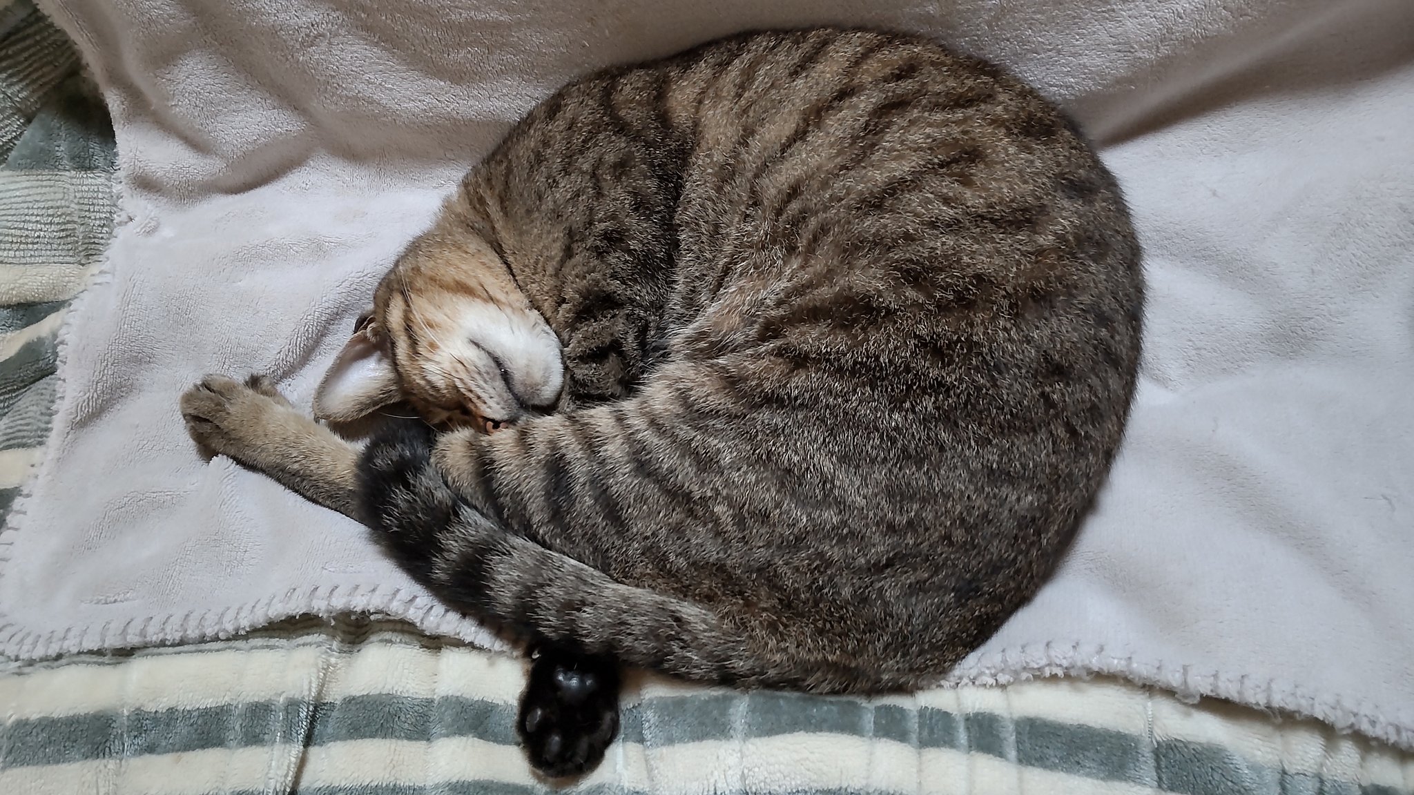 きじとら様 きじとら@nyan (@kigitorakun) / X