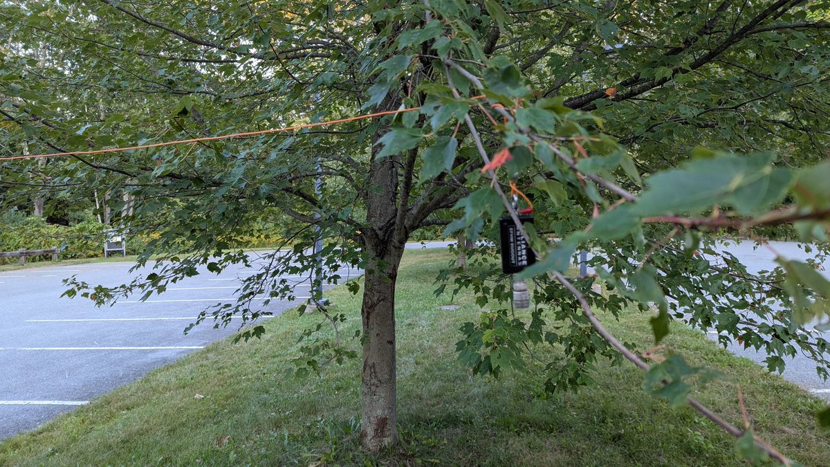 SevenFortyOneB's tweet photo. 73 contacts in about an hour with an EFHW draped 5 feet off the ground suspended in the branches between two trees...I thought this wasn't supposed to work....(US-0745 Minute Man Historic Site, Lincoln MA) https://t.co/ogOdl5b1Me
