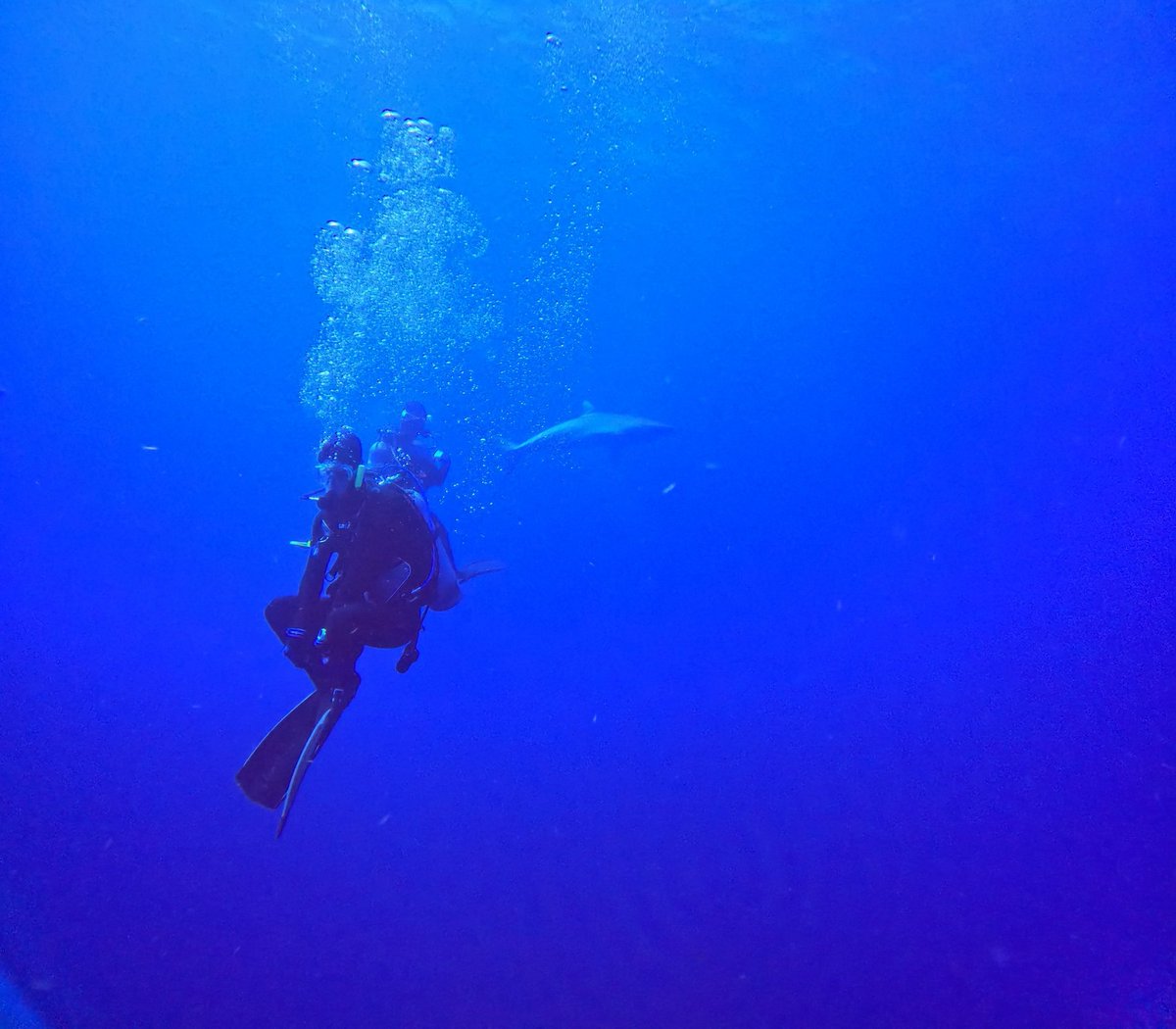 BostonAndScout's tweet photo. Shark diving is very zen. https://t.co/hYKzimvg5K