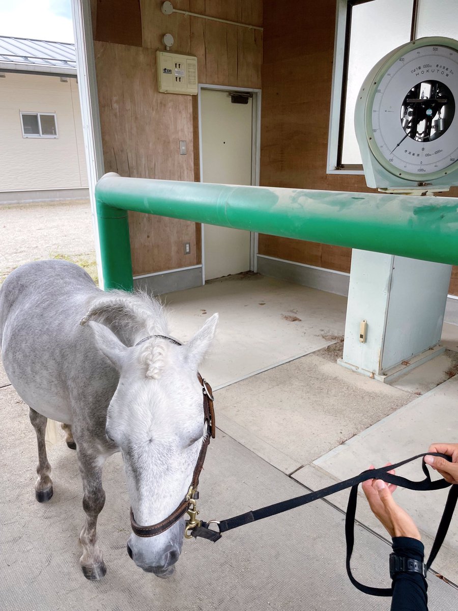 第拾五回競馬番組　福島県産馬組合聯合会　競馬場　　明治44年　開成山　広告 第拾五回競馬番組 福島県産馬組合聯合会 競馬場 明治