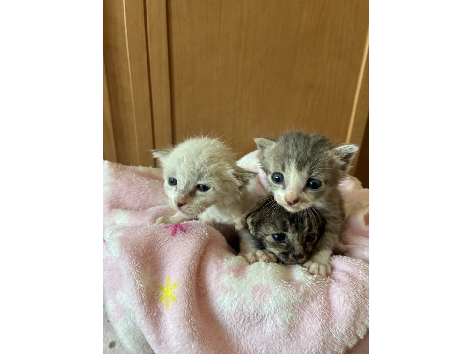 きじねこ nijinohashi | ⭐️新しいネコちゃんデビュー⭐️ 小春ちゃん 4