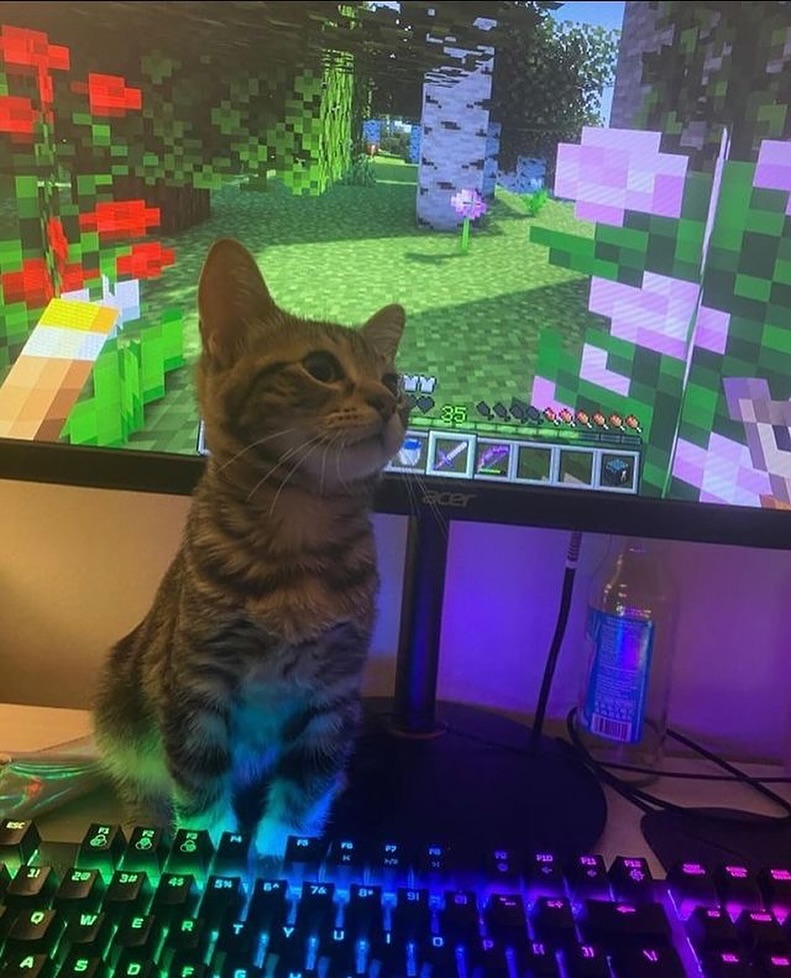 Punch Cat (@punchingcat) on Twitter photo 