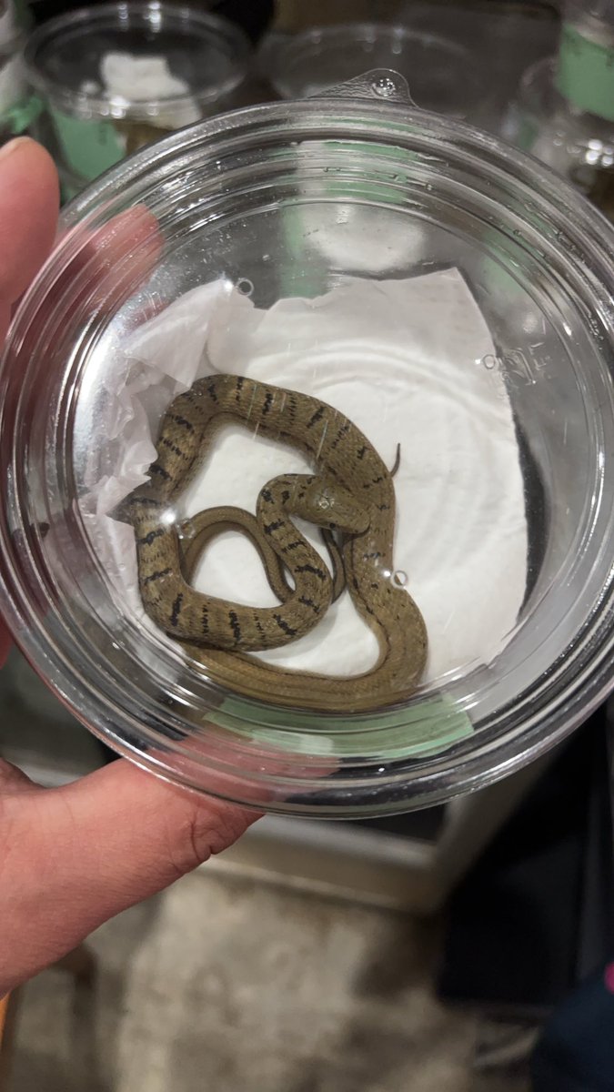 Foster0928rep's tweet image. 在庫ユンナンシュウダ2025
ペア取りできます！
#ナゴレプ
#ジャングルハンター沖縄
#Foster