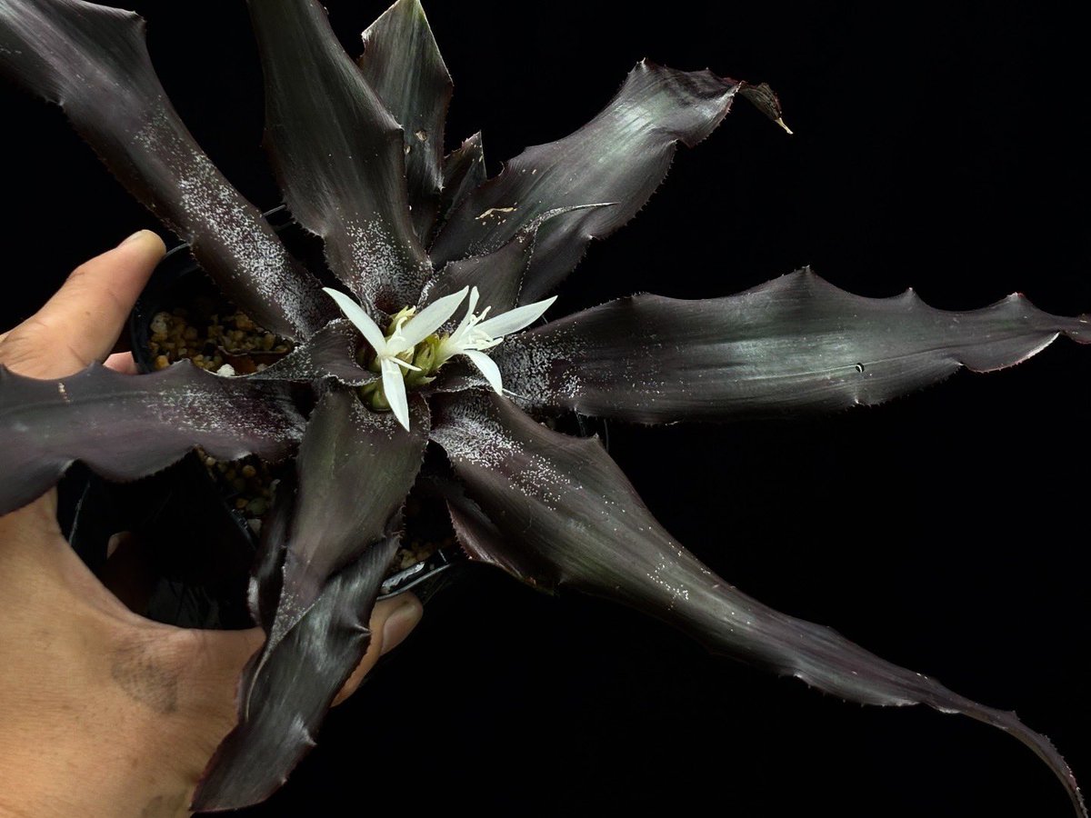 Cryptanthus 'McAuley Wright' (Edmiston) TF9244
Seed Parent : 'Black Magic'
Pollen Parent : bromelioides (red form)