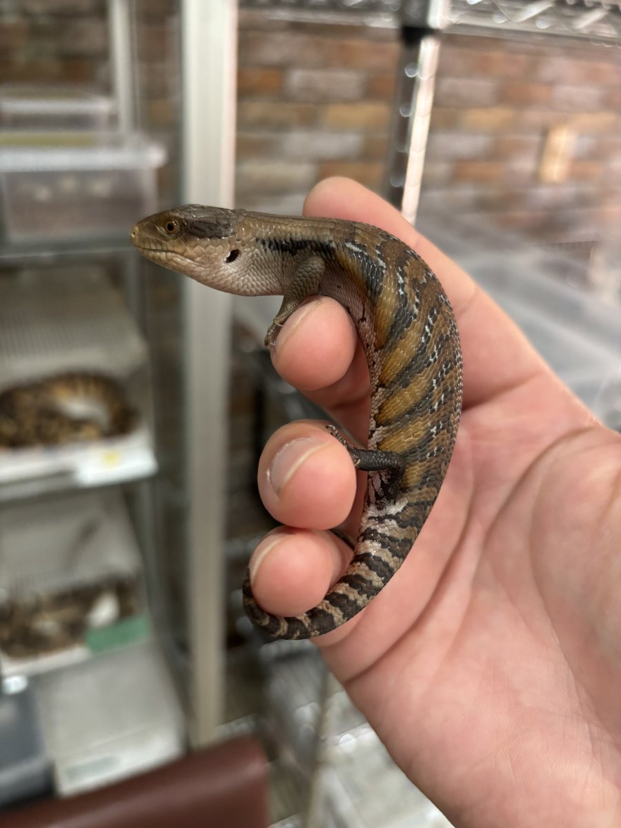 Foster0928rep's tweet image. 在庫　キタアオジタトカゲ2025
#ジャングルハンター沖縄
#Foster