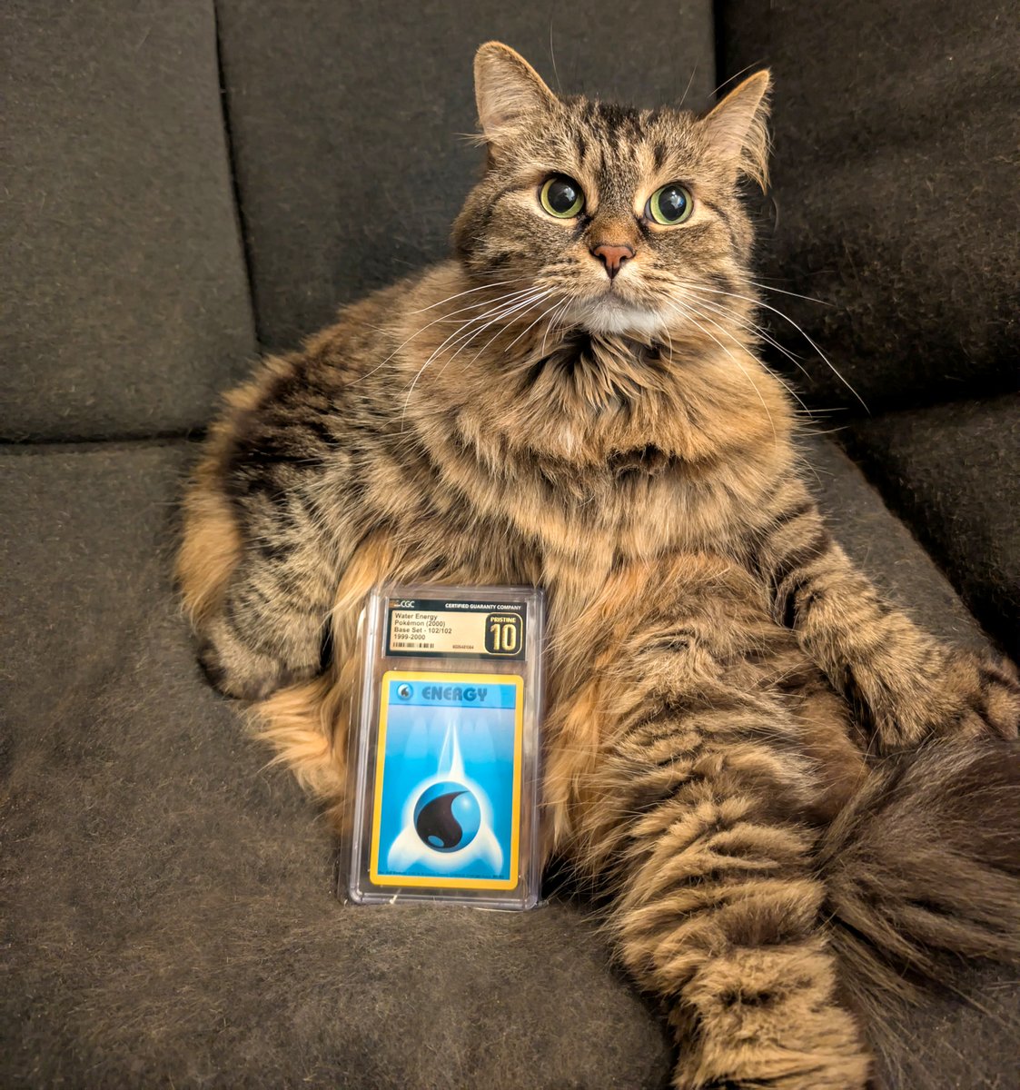 Decided to collect Base Set in CGC Pristine 10, price is decent as it's CGC, not PSA, and I like the Pristine label. Started with 102/102, 101 to go!

(Don't mind the cat hair, it's Jasmine's personal chair.)