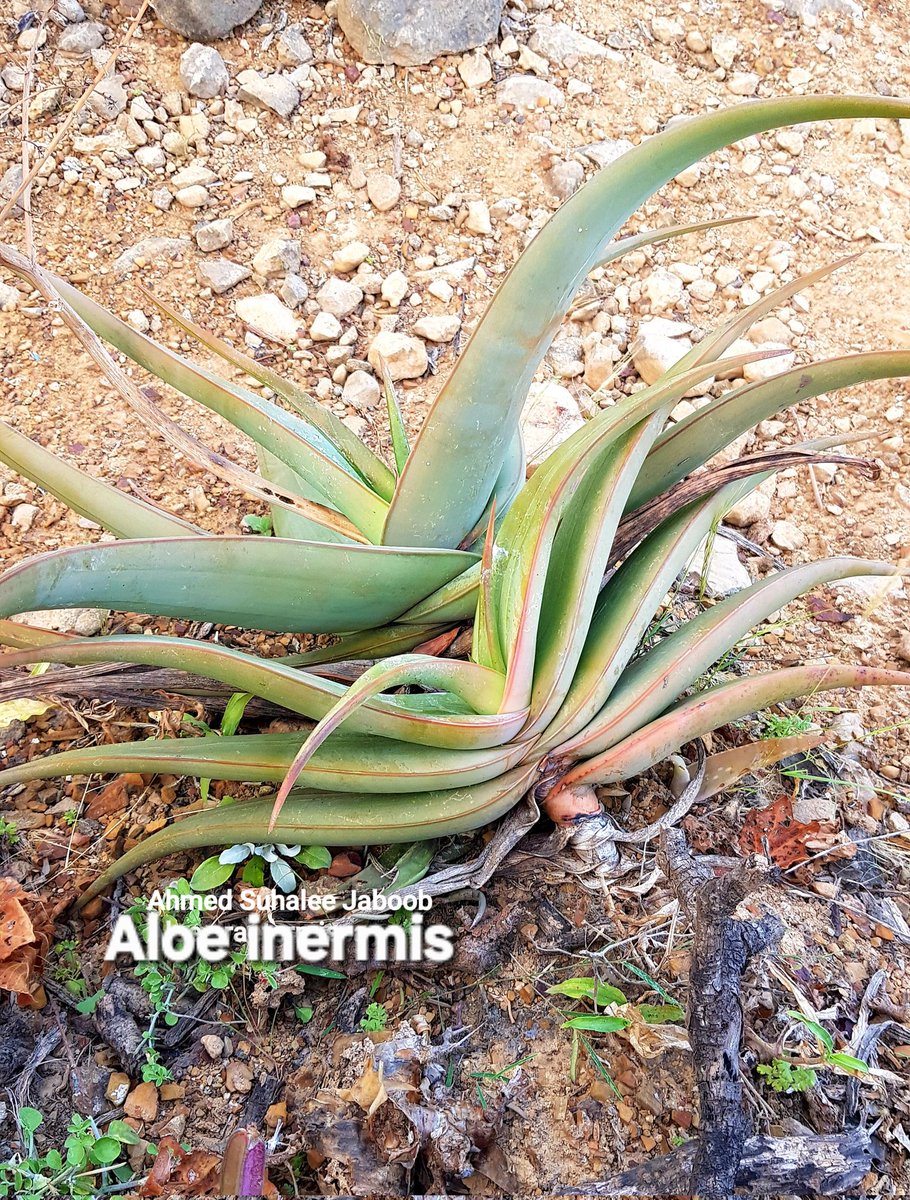 🌿 الاسم العلمي
Aloe inermis Forssk. 
الاسم المحلي: طووف 
النوع السادس من الصبر المستوطن قي ظفار جنوب سلطنة عُمان 
أول وصف تم بواسطة: Peter Forsskål، في Flora Aegyptiaco-Arabica, سنة 1775. 

🔍 التصنيف (Taxonomy)
المرتبةالتصنيف
المملكةPlantae 
القسم / الشعبةStreptophyta 
الصنف