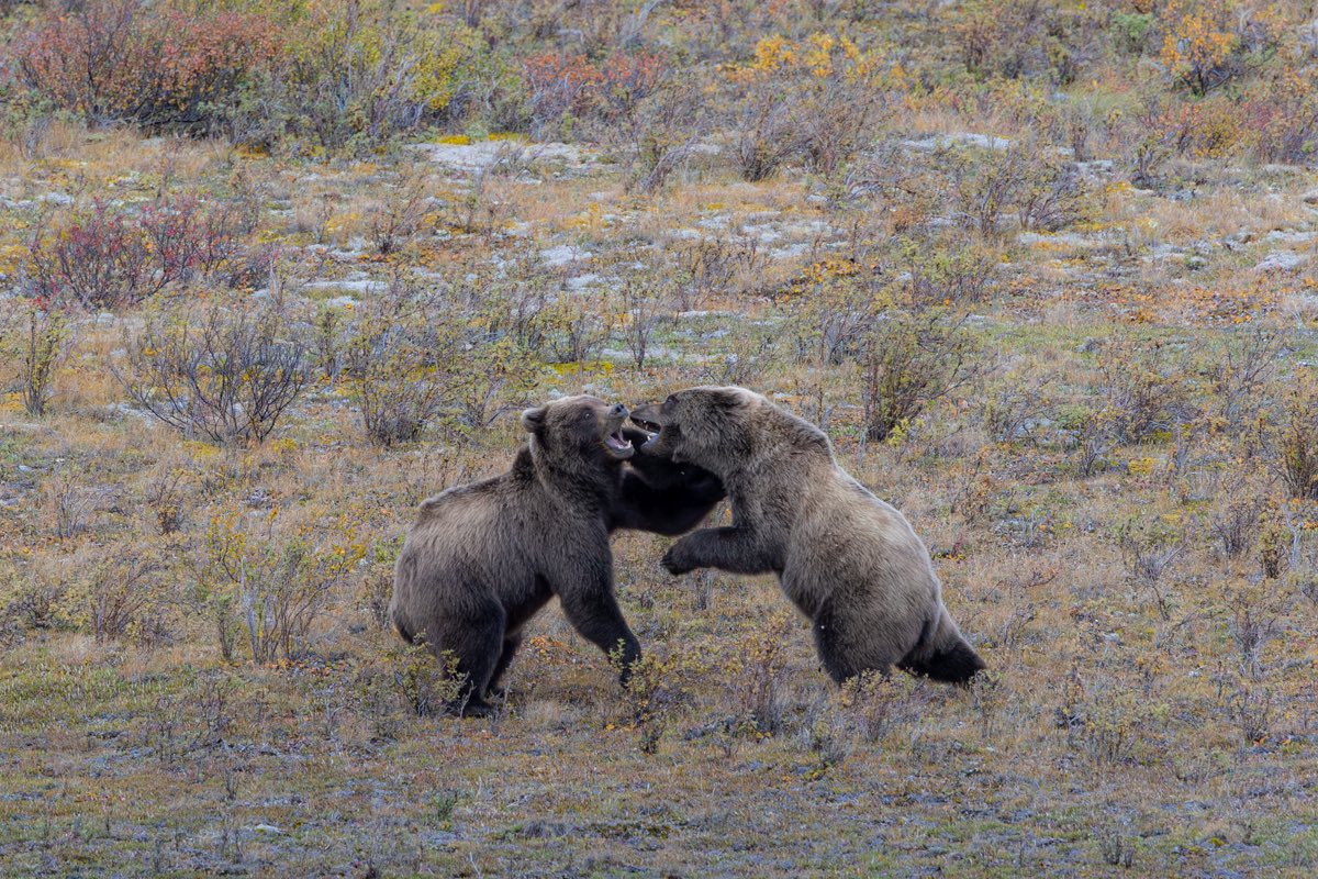 westend410's tweet photo. ２日目以来のGrizzly親子に、４日目も同じエリアで遭遇

この日は子熊が何度も闘いの練習？をしてたのだが、これ絶対お互いに怪我してるよね？

#アラスカ #Denali https://t.co/5AsQep0SLQ
