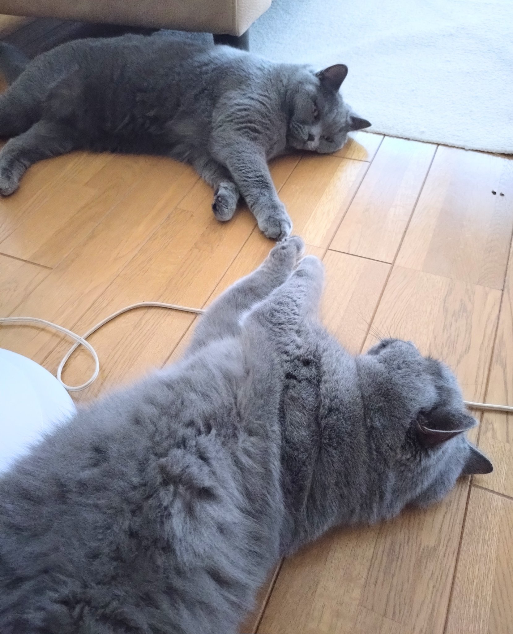 猫 LEDライト Thats Light！ CAT WALL LIGHT おさんぽ （ 足元灯