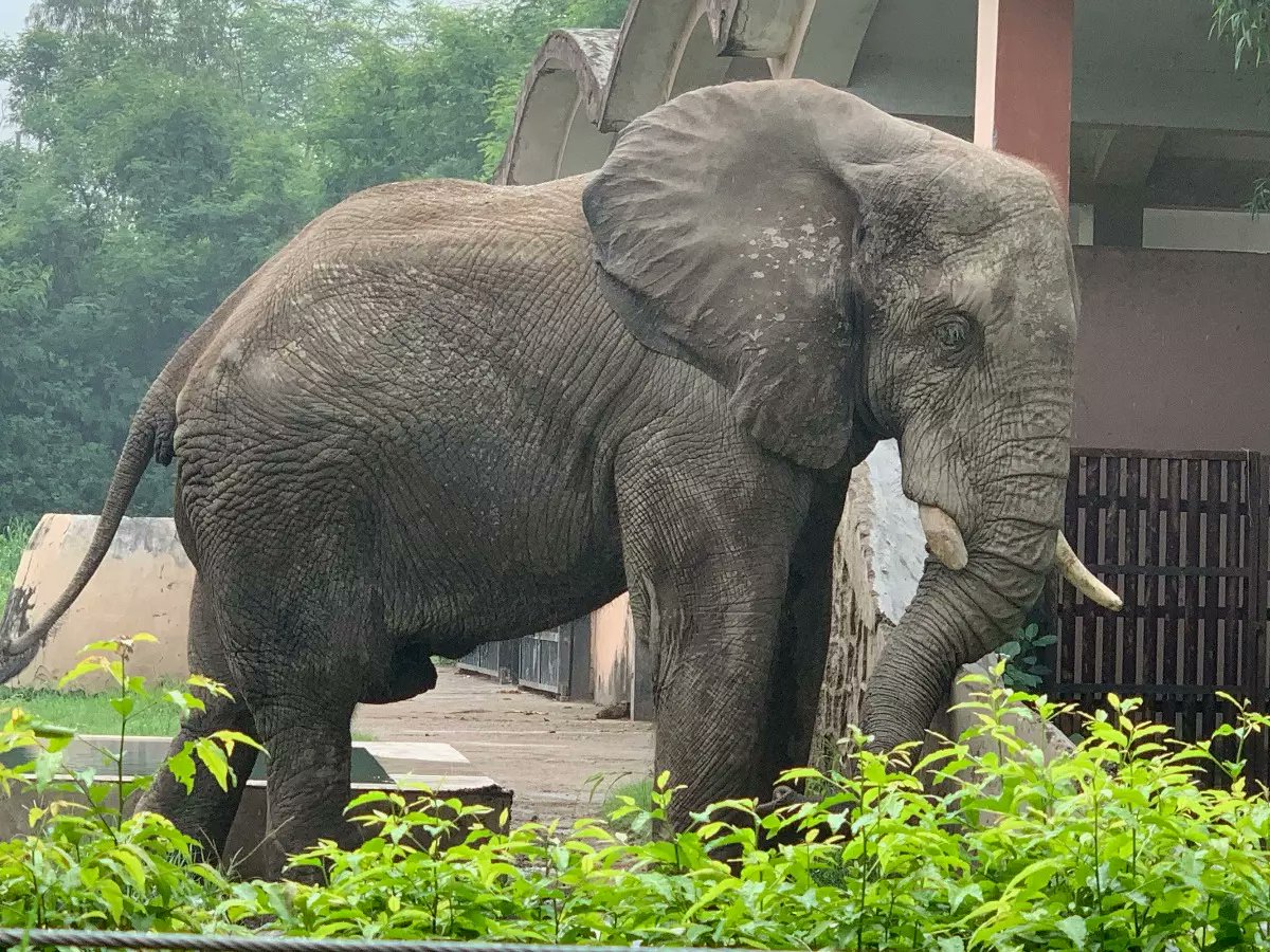 Shankar is no more. Wednesday he took his last breath.

In Oct 2024, the World Association of Zoos &amp; Aquariums suspended Delhi Zoo for his plight, noting he was kept chained and alone in his enclosure.

For nearly two decades, he lived in isolation after his partner Bombai’s