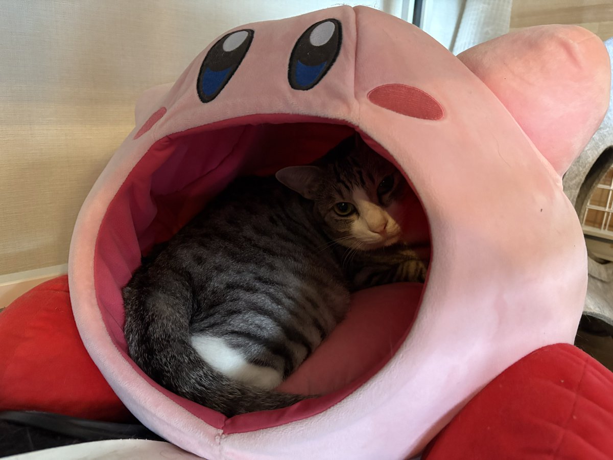 今日は涼しいのでカービィ捕食睡眠猫が、今季初めて観測されました。