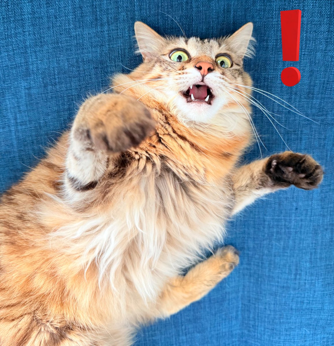 ❗️

#今日のにゃとぴ  
#猫のいる暮らし𓏲𓎨 #cat 
#ねこかわいいね