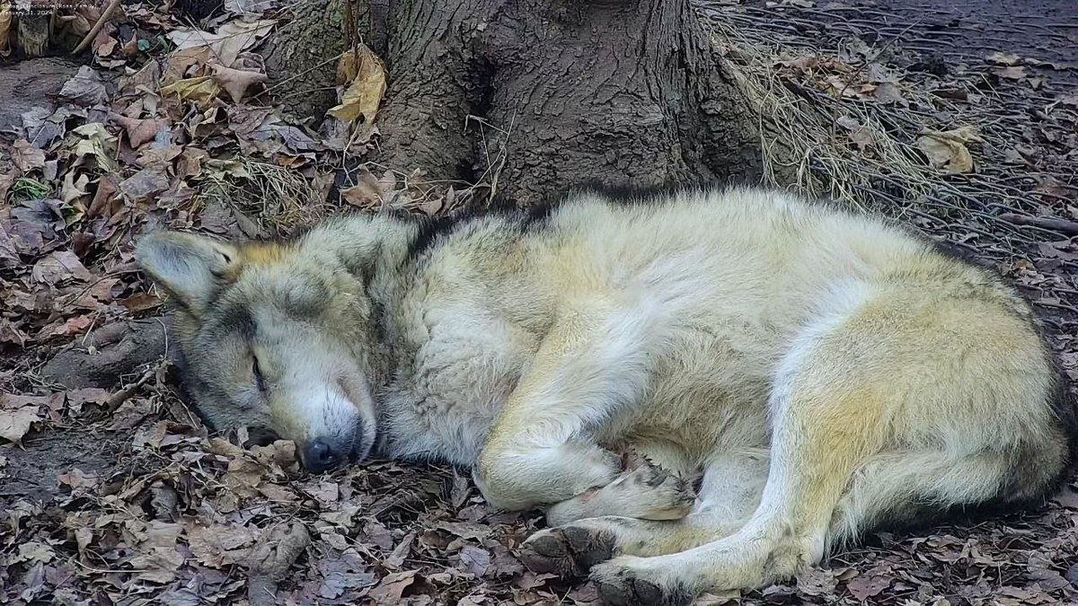 Just wanted to say that I will most likely be, sound and act down for a while, what a night, I got cheated on and had to end the relationship right then.

I'll be around though and I won't mention this again, drama is not how I roll, it'll get better, trust in the wolp, Kings!