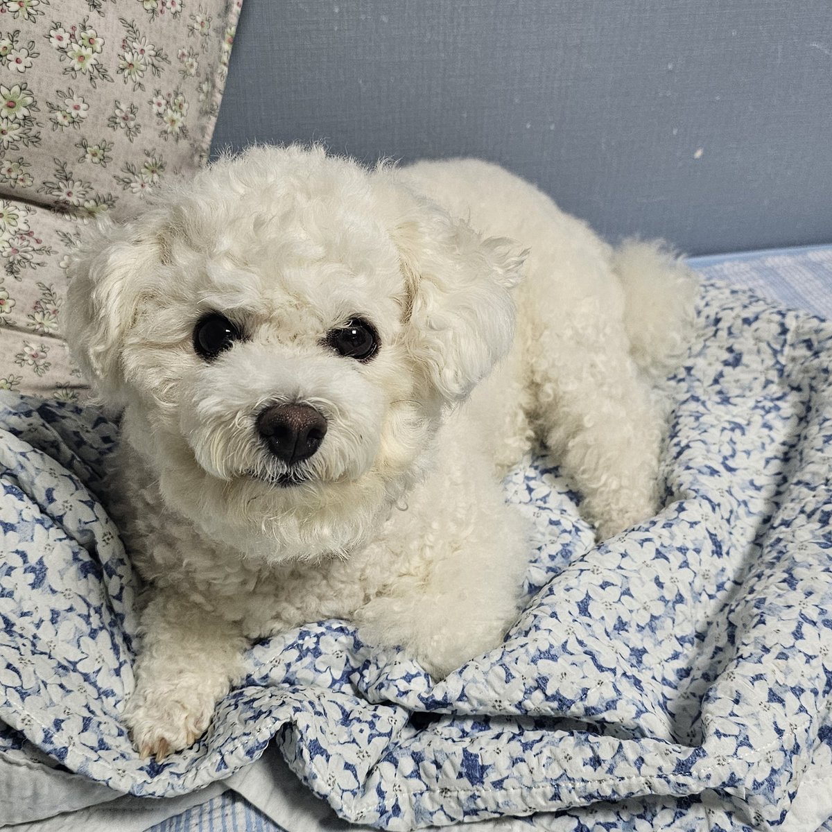 아침 강아지
화장하는 동안 납치해서 구경함