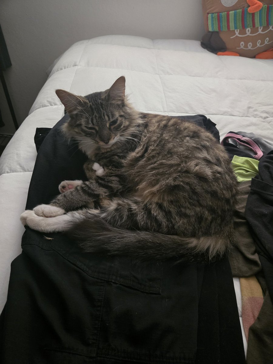 Jackie decided my work pants werent warming me enough so she kindly donated her fur all over them