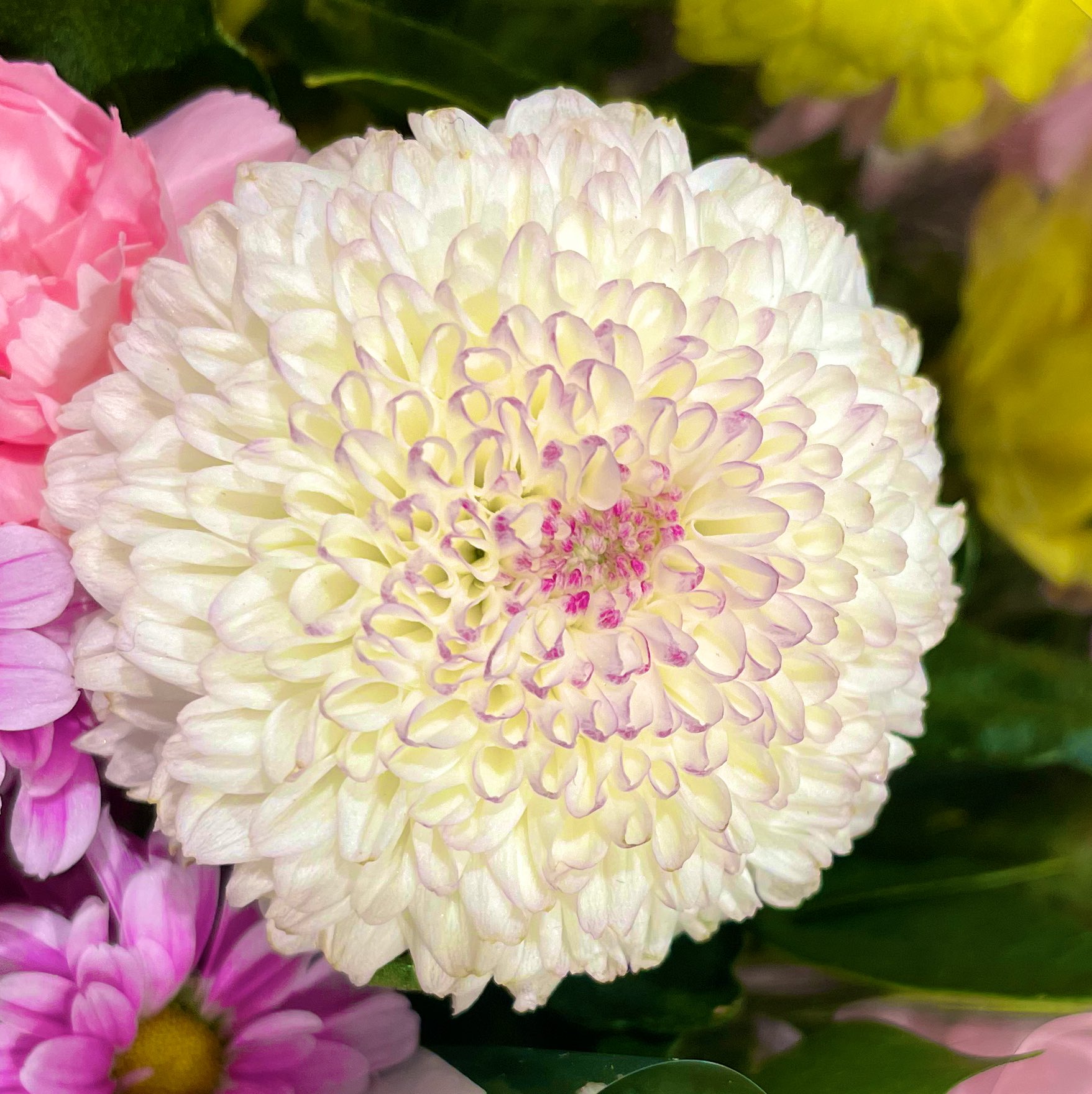 【送料込】激レア♡ポンポン咲き♡菊咲き花桃♡花桃♡五平桃♡記念樹♡鉢ごと発送♡ ゲンペイモモ