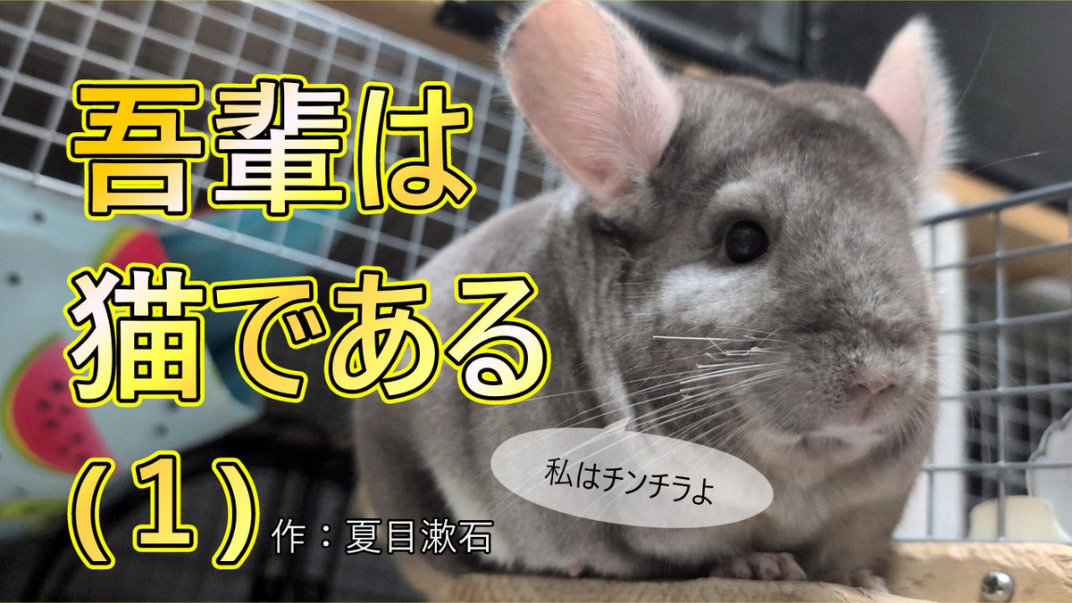 Chinchillamofu's tweet photo. #吾輩は猫である【チンチラとデグーと #癒し朗読】#夏目漱石 
猫じゃない、ネズミのチンチラ親子が遊ぶ様子とデグー三兄弟がおやつを食べたり、遊んでいる様子の動画。
眠くなる声で朗読しています。

ここからみてね
https://t.co/lEsglV4nsg @YouTubeより https://t.co/HPMqsIANzG