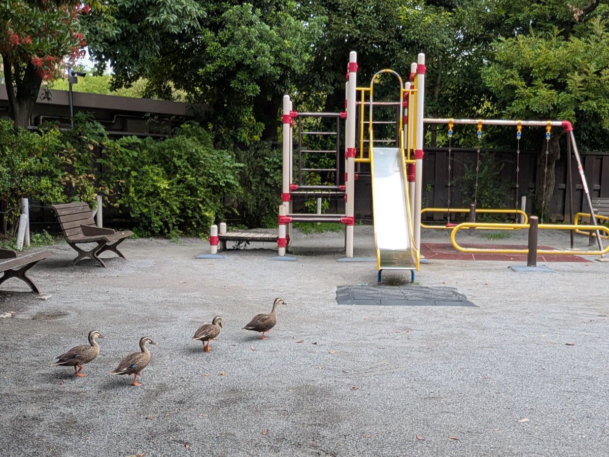 カルガモの親子